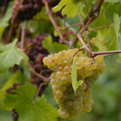 Mutation von Grauburgunder zu Weisburgunder ANT 0917